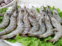 南美虾